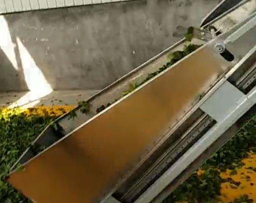 桑葉茶全套炒茶設(shè)備