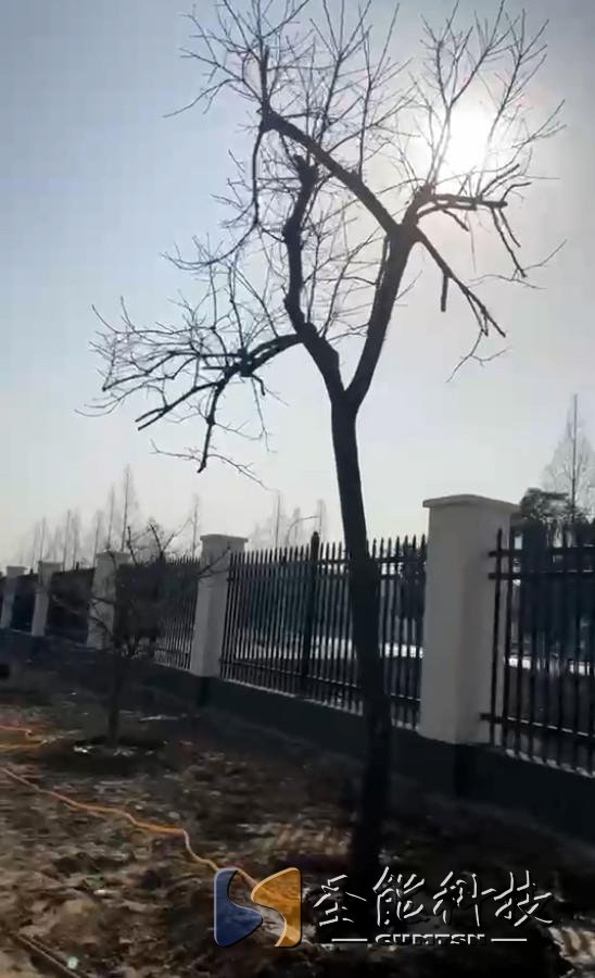 “植”此青綠，添彩圣能靜待花開(kāi)